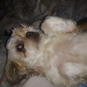 Meet your Posher, Joseph